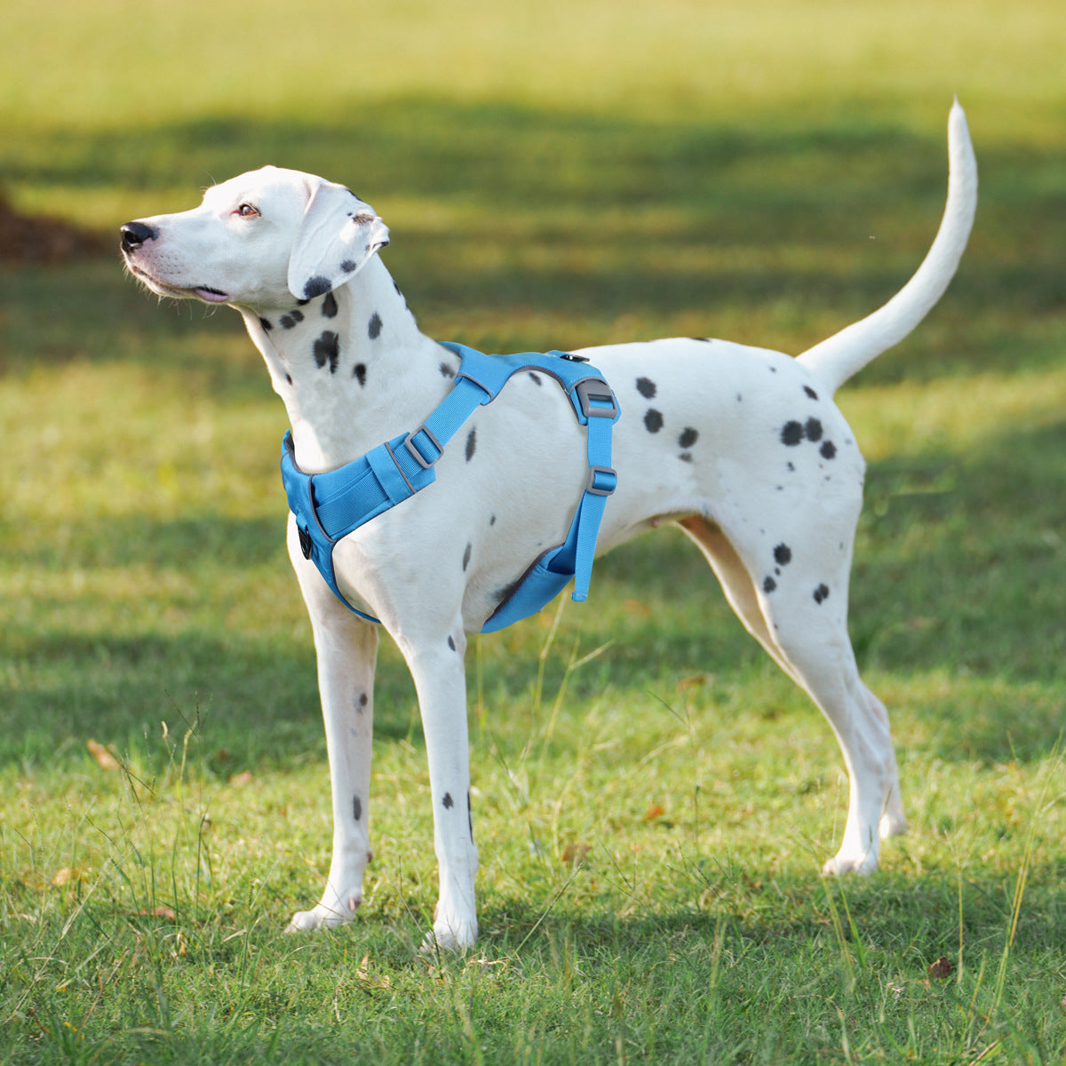 Dog Harness blue three-quarter view TPS