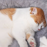 Cat Bed — Blue Edition, angle 2 — The Pet Society
