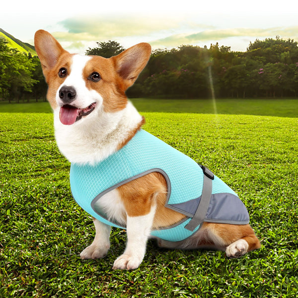 Cooling Vest for Dogs — Summer Heatstroke Protection