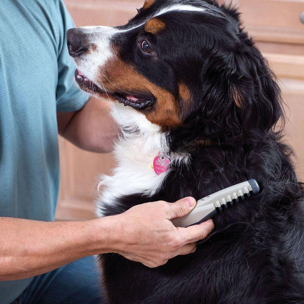 Electric Dematting Comb — Dog & Cat Grooming