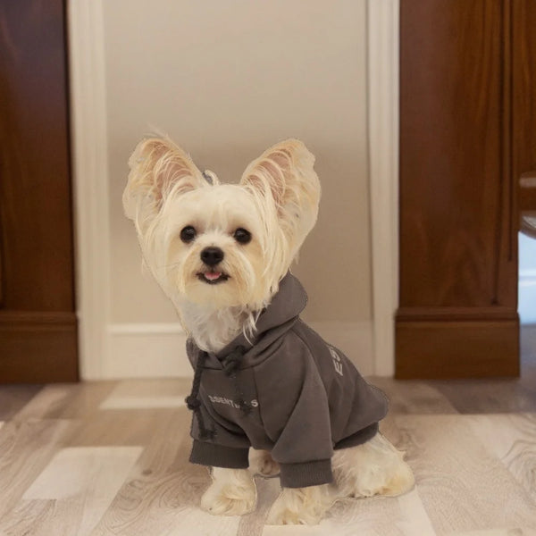 Stylish Winter Autumn Dog Clothes for small and large dogs, featuring a warm sweatshirt perfect for French Bulldogs.